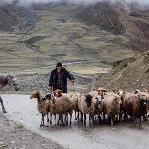 Azerbaijan - Schafhirt mit seinen Schafen - auf der Fahrt von Quba nach Xinaliq