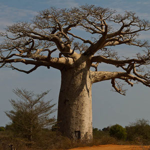 Madagaskar: Baobab-Baum