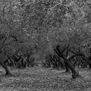 Olivenbäume in der Nähe von Bastia