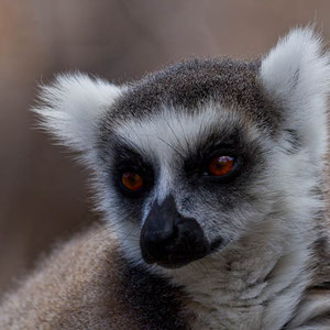 Madagaskar: Katta (Lemur)