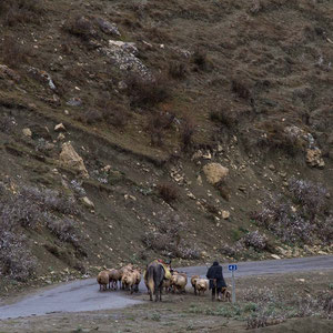 Azerbaijan - Schafhirt mit seinen Schafen - auf der Fahrt von Quba nach Xinaliq