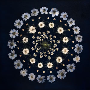 Blüten aus dem Brautstrauss auf blauem Untergrund