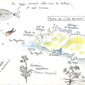 Plan de l'île de Riou - Calanques