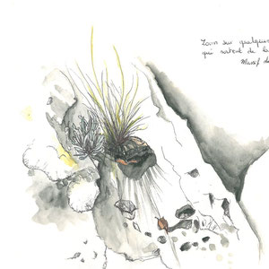 Détail: plantes dans la roche - Massif des Alpilles - Gard