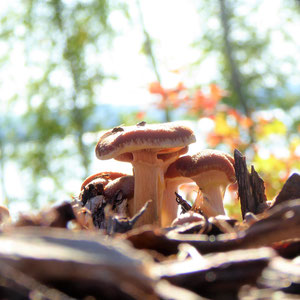 Sammeln Sie im Herbst Pilze direkt am Haus. Hier wartet der letzte Pilz am Südhang zum See auf Sie