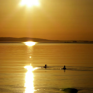 Naturliebhaber entdecken die Tierwelt am See und in dem Naturschutzgebiet nahe des Hauses.
