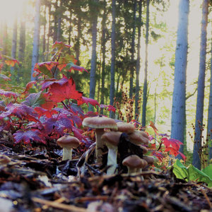 Herbst im Finnland am Ferienhaus. Das Schönste im Leben, ist das Geheimnisvolle