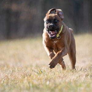 Hundebilder im Westerwald