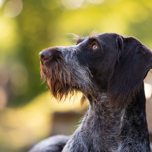 Deutsch Kurzhaar Hund in Weilburg