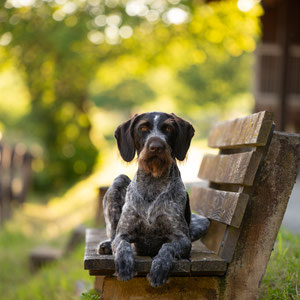 Deutsch Kurzhaar Hund auf dem Pferdehof