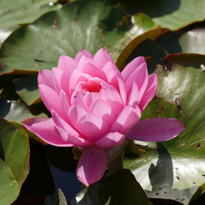 Parco Botanico Andre Heller Gardone Gardasee Italien