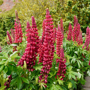 Gartenreise nach England Great Dixter Garden