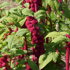 Sehenswürdigkeit Deutschland Bonn, Poppelsdorfer Schloss Botanischer Garten Universität