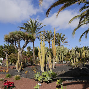 Puerto del Carmen Lanzarote