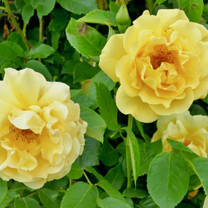 Rosen