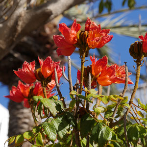 Teguise Lanzarote