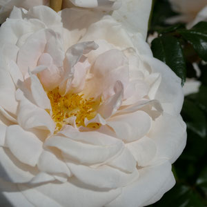 Rosen