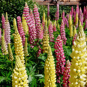 Gartenreise nach England Great Dixter Garden