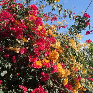 Teguise Lanzarote