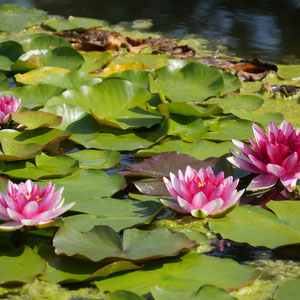 Sehenswürdigkeit Deutschland Bonn, Poppelsdorfer Schloss Botanischer Garten Universität