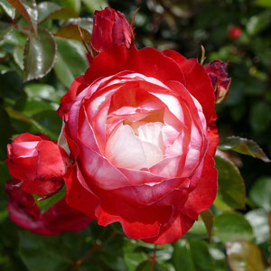 Rosen