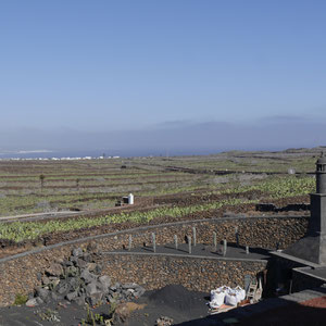 Lanzarote Kakteen