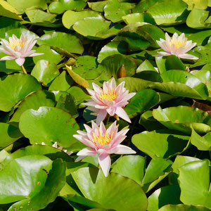 Seerosen Parco Botanico Andre Heller Gardone Gardasee Italien