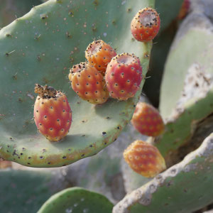 Lanzarote Kakteen
