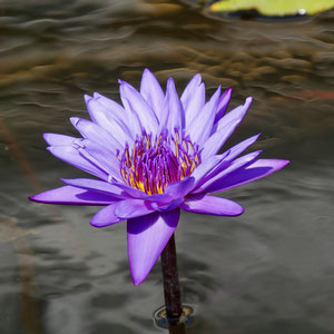 Parco Botanico Andre Heller Gardone Gardasee Italien