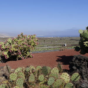 Oppuntia Lanzarote Kakteenen