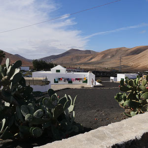 Lanzarote Kakteen