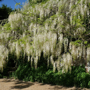 Gartenreise England Scotney Castle