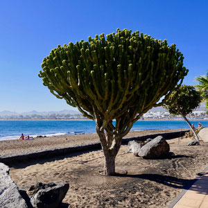 Lanzarote