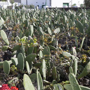 Oppuntien Plantagen