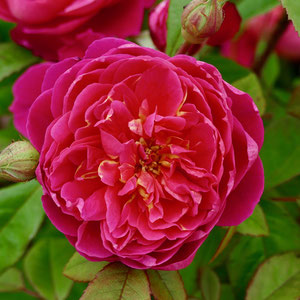 Rosen