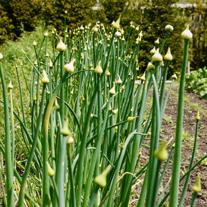Gartenreise nach England Great Dixter Garden