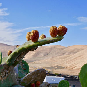 Lanzarote Kakteen