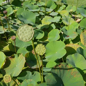 Lotosblumen Parco Botanico Andre Heller Gardone Gardasee Italien