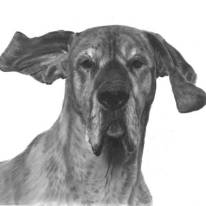'In liefdevolle herinnering aan Tula de Duitse Dog'
