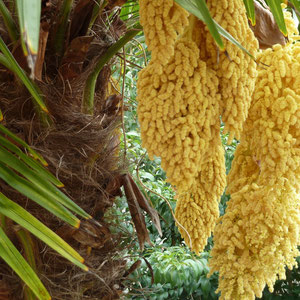 Avez-vous remarqué les inflorescences ? (ici trachycarpus martianus ?)