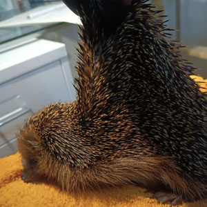 Extrem abgemagert - Stachelkleid sitzt viel zu locker