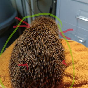 grün markiert die eigentliche Birnenform, rot markiert die Einbuchtungen