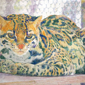 《Ocelot》　F4　2019