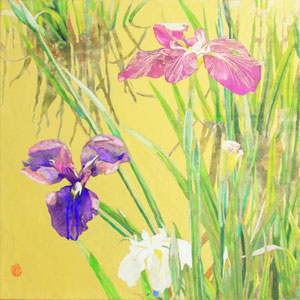 《花菖蒲》  41.0×41.0cm　2016