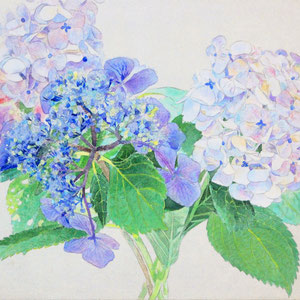 《紫陽花》  24.2×33.3cm　2016