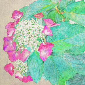 《紅紫陽花》　22.0×27.3cm　2016