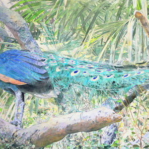 《孔雀》　50.0×72.7cm　2014