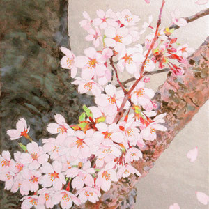 《櫻花》　F6　2018 