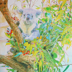 《Koala》　P20　2023