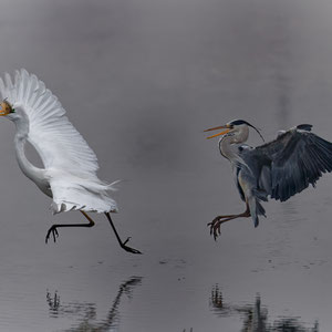 Grande aigrette / héron cendré